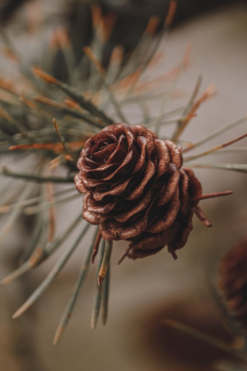 Coniferous Tree